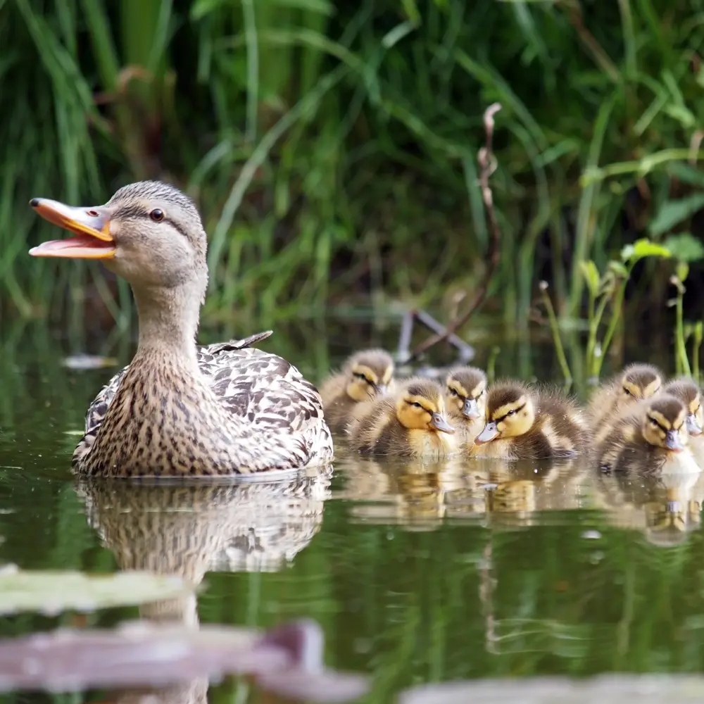 A wild mother duck followed by her ducklings in water.
